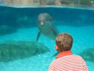 Click to Enter 'Bren Dolphin' Page